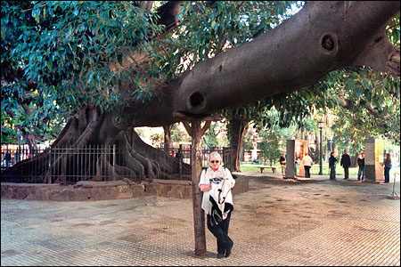 Paula stands under a large tree limb in Plaza San Martin, Buenos Aires