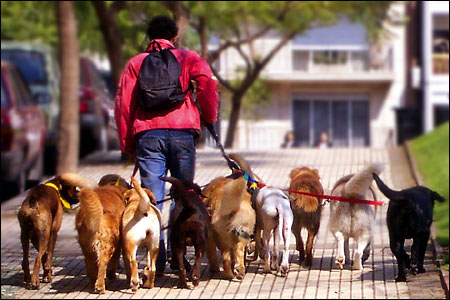 There are many dogs in Buenos Aires 