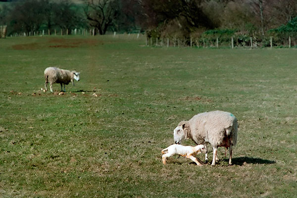 Spring lambs near Chirk, Wales