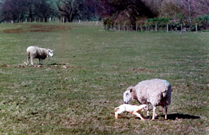 Spring lambs near Chirk, Wales