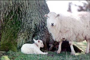 Newborn lamb with mother