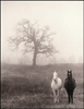 Horses in fog